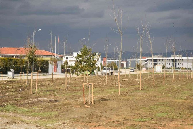 Yunusemre Belediyesi Muradiye’de 6. Sokağı Ağaçlandırdı