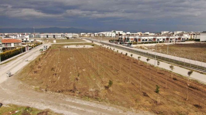 Yunusemre Belediyesi Muradiye’de 6. Sokağı Ağaçlandırdı