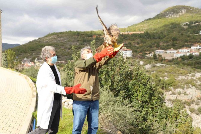 Yaralı Şahin Tedavisinin Ardından Doğaya Bırakıldı