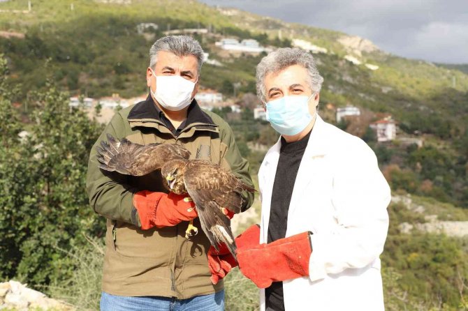 Yaralı Şahin Tedavisinin Ardından Doğaya Bırakıldı