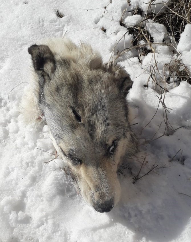 Köpeklerin Saldırısına Uğrayan Kurttan Geriye Kafası Kaldı