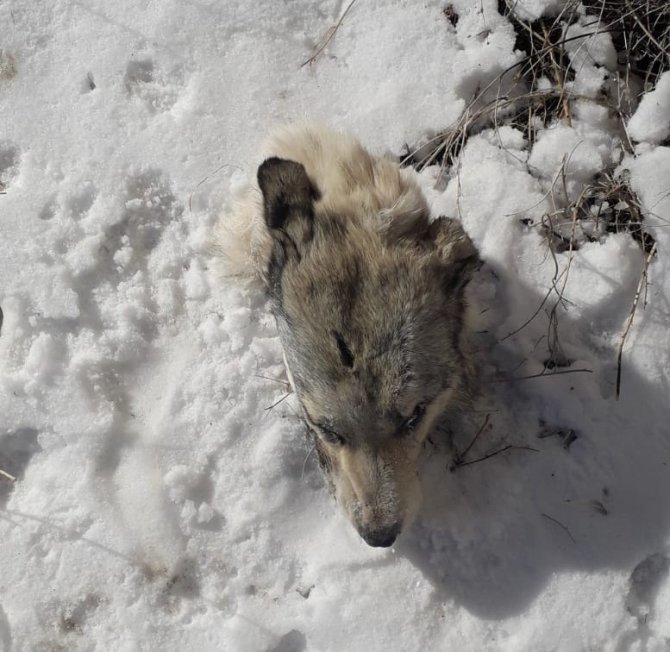 Köpeklerin Saldırısına Uğrayan Kurttan Geriye Kafası Kaldı