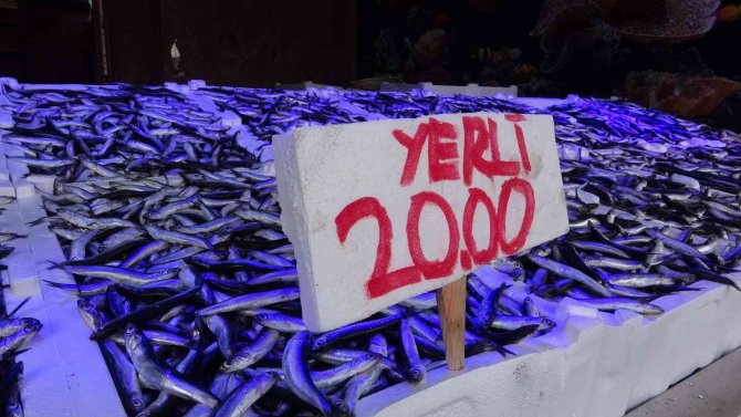 Hamsi Avı Azalınca İhracatı Da Düştü