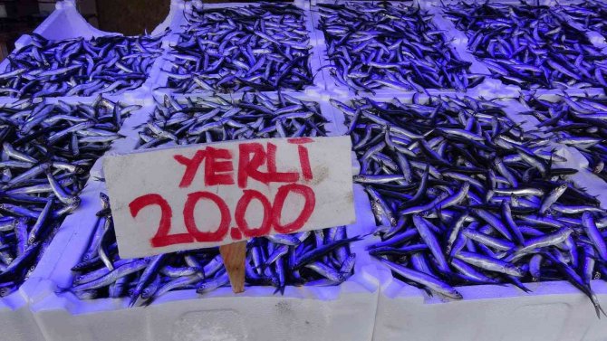 Hamsi Avı Azalınca İhracatı Da Düştü