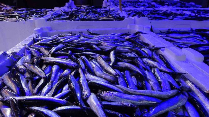 Hamsi Avı Azalınca İhracatı Da Düştü