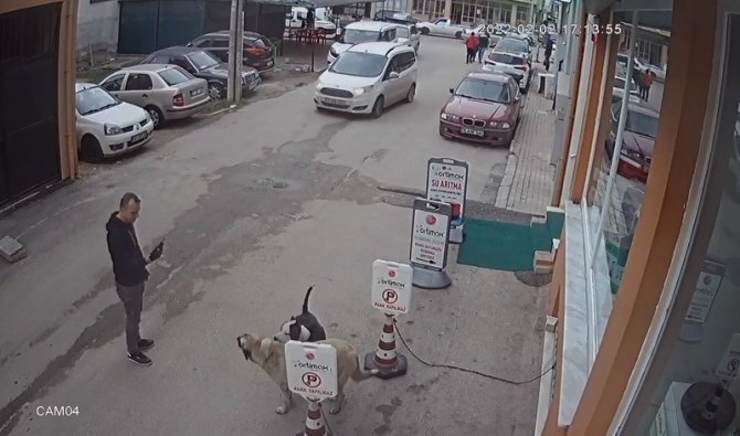 Pitbull Köpeğini Sokak Köpeğine Saldırttı, Selfie Çekti