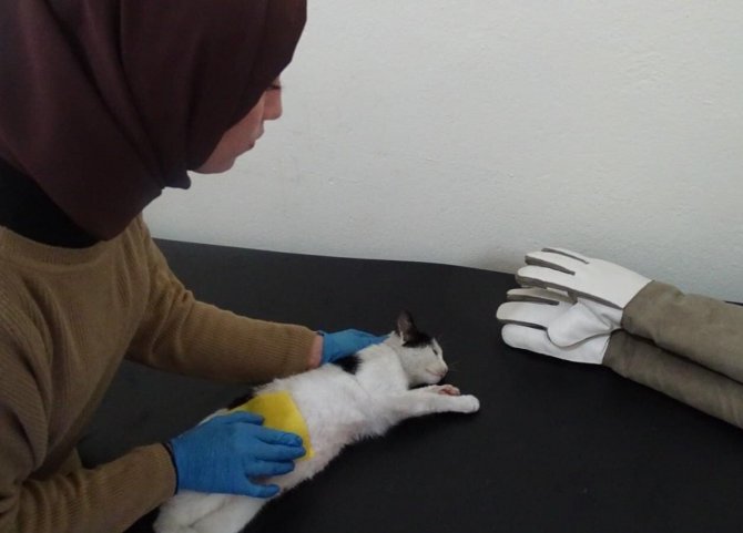 Korkuluğa Saplanan Kediyi Belediye Ekipleri Kurtardı