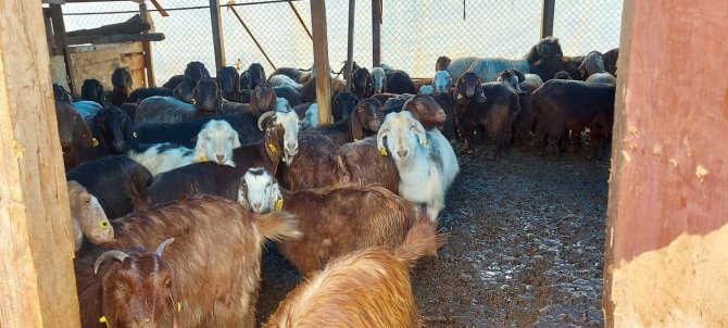 Şiddetli Yağışta Mahsur Kalan 87 Hayvanı İtfaiye Kurtardı
