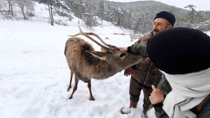 Kızıl Geyikler Doğa Tutkunlarını Çok Sevdi