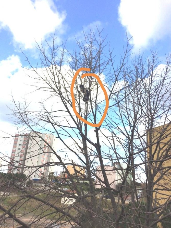 Ağaçta Mahsur Kalan Talihsiz Kediyi İtfaiye Kurtardı