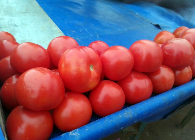 Pazarda Haftanın Zam Şampiyonu ‘Salatalık’ Oldu