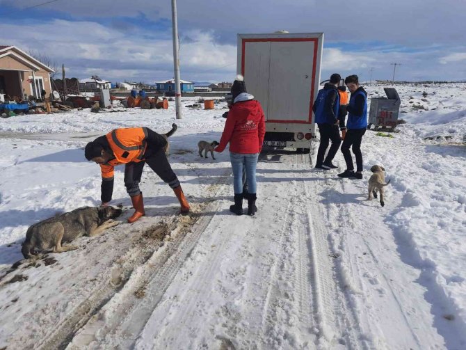 Akşehir’de Sahipsiz Sokak Hayvanları Beslenmeye Devam Ediyor