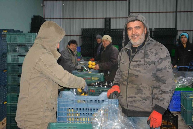 Romanya, Makedonya, Ukrayna’ya Ayva Ve Karyağdı Armudu İhracatı
