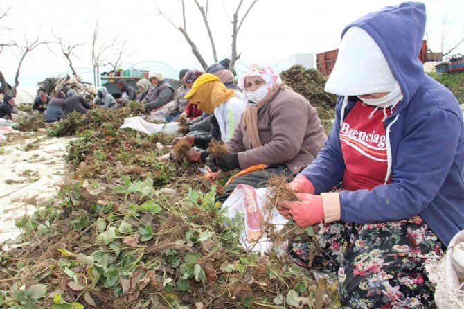 Aydın’da Çilek Fidelerinin Gençleştirilmesi İçin Yüzlerce İşçi Tarlaya İndi