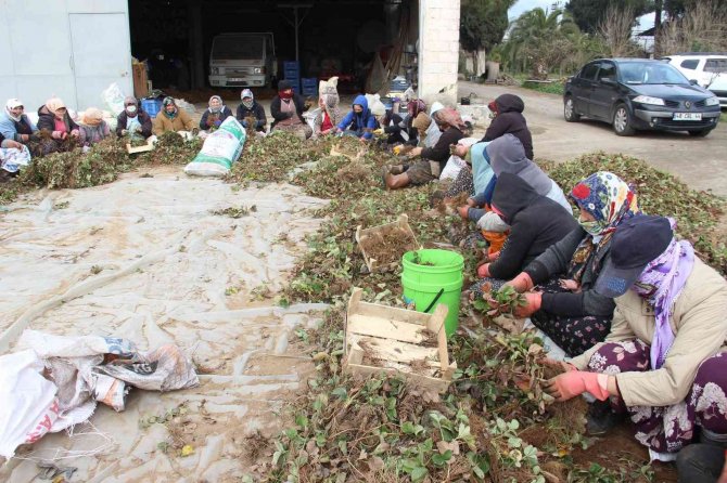 Aydın’da Çilek Fidelerinin Gençleştirilmesi İçin Yüzlerce İşçi Tarlaya İndi