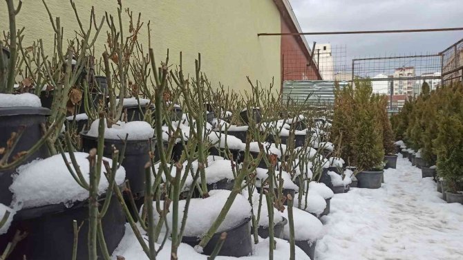 Yağışlar Arttı Fidan Satışlarında Yoğunluk Oluştu