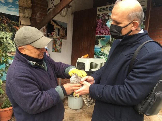 Kuşadası’nda Yaralı Atmaca Ve Porsuk Tedavi Altına Alındı