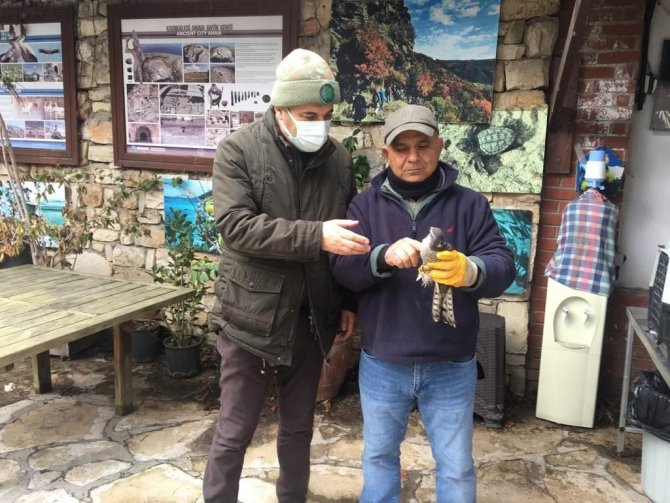 Kuşadası’nda Yaralı Atmaca Ve Porsuk Tedavi Altına Alındı