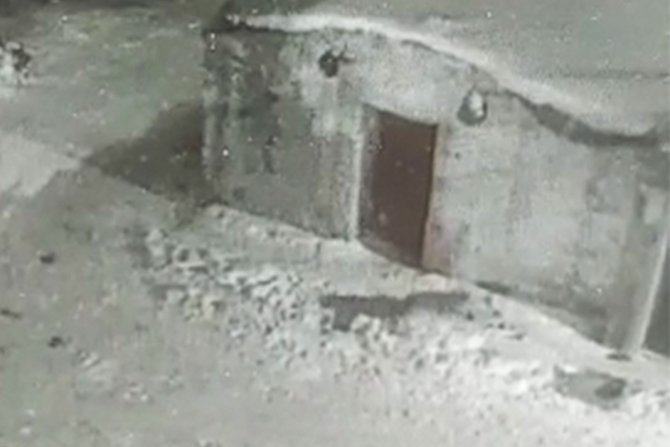 Aç Kurt Yavru Köpeği Böyle Götürdü