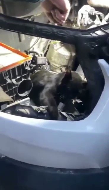Araç Motorunda Mahsur Kalan Kediyi İtfaiye Kurtardı