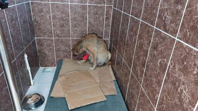 Avcılar’da 3 Köpeğin Zehirlendiği İddiası