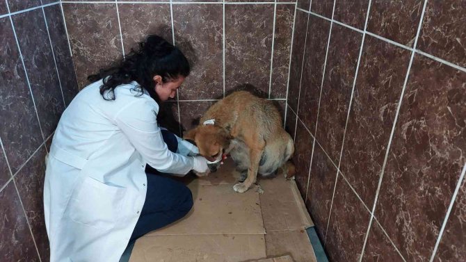 Avcılar’da 3 Köpeğin Zehirlendiği İddiası