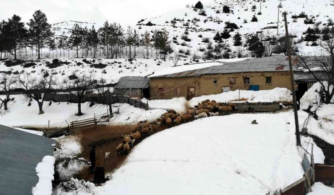 Karınları Doyan Süt Kuzularının Ahırda Neşeli Halleri Renkli Görüntü Oluşturdu