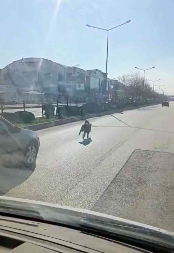 Cadde Ortasında Domuz