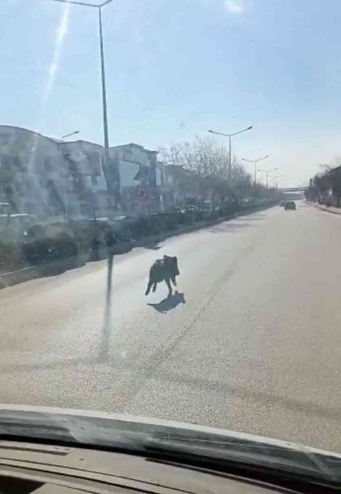 Cadde Ortasında Domuz