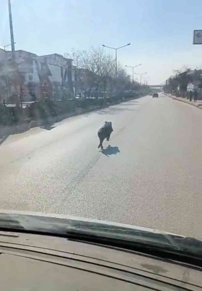 Cadde Ortasında Domuz