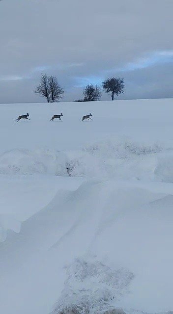 Aç Kalan Karacalar Yol Kenarına İndi