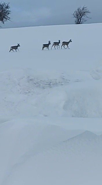 Aç Kalan Karacalar Yol Kenarına İndi