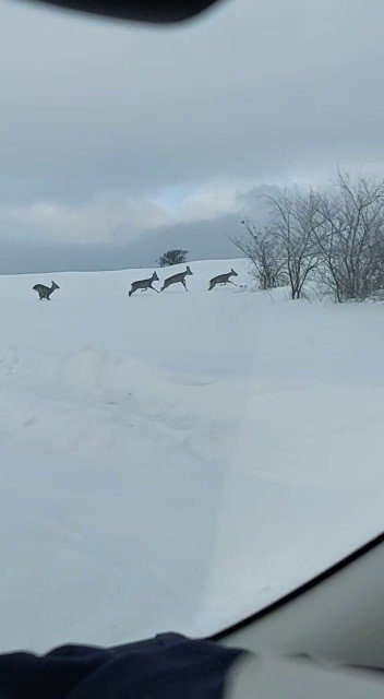 Aç Kalan Karacalar Yol Kenarına İndi