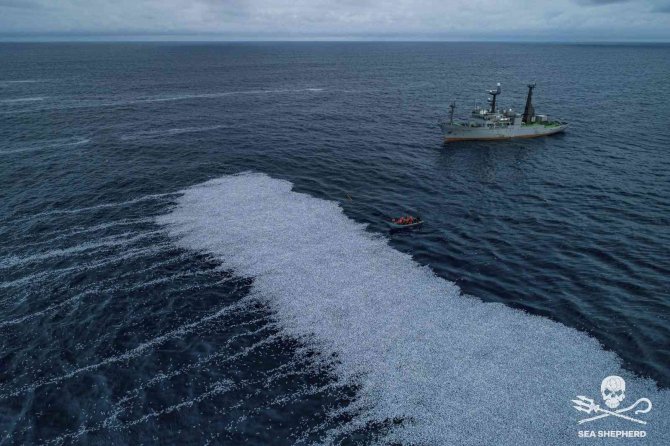 Fransa’da Deniz Yüzeyi 100 Binden Fazla Ölü Balıkla Kaplandı