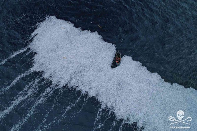 Fransa’da Deniz Yüzeyi 100 Binden Fazla Ölü Balıkla Kaplandı