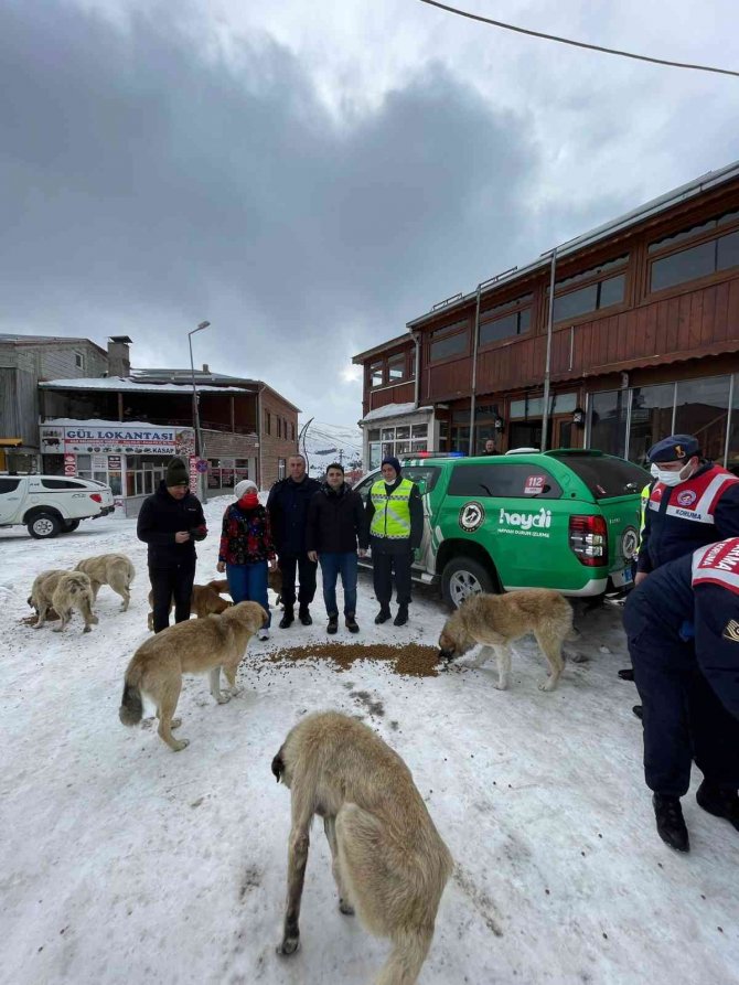 Jandarma Sokak Ve Yaban Hayvanlarının Da Yardımına Koşuyor