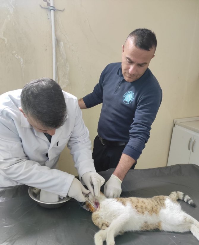 Saldırıya Uğrayan Kedi Kurtarıldı