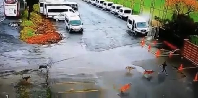 Gaziosmanpaşa’da Başıboş Köpekler Korku Saçıyor