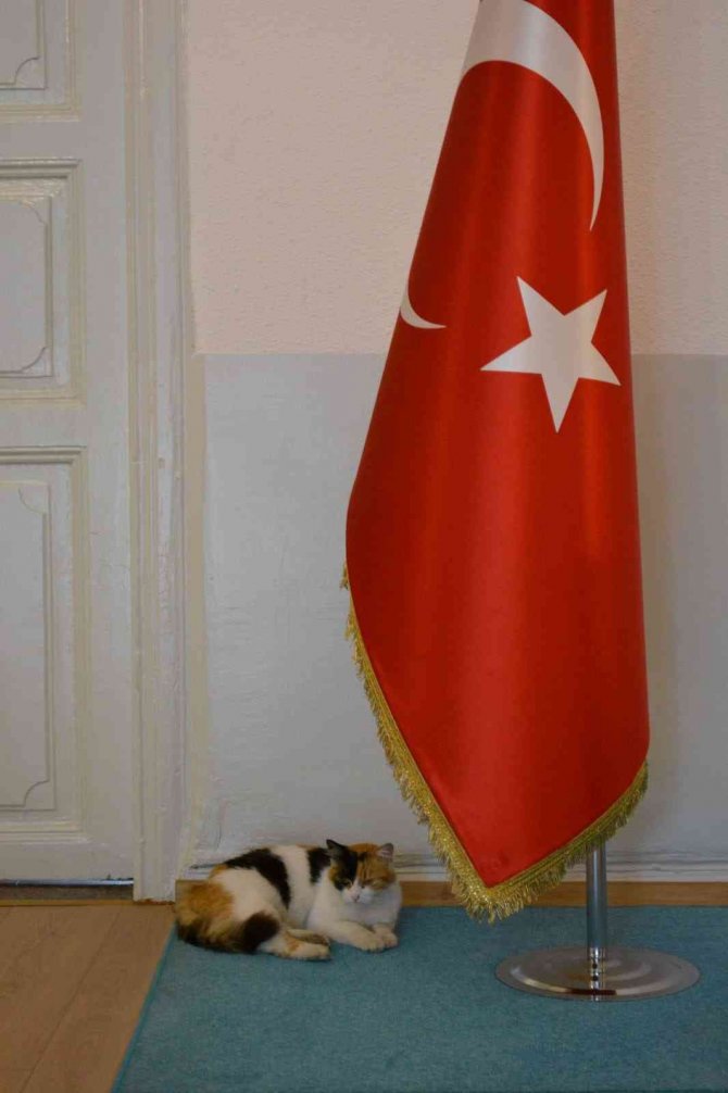 Erdek Kaymakamı Atasoy’dan Kediye Şefkat Eli