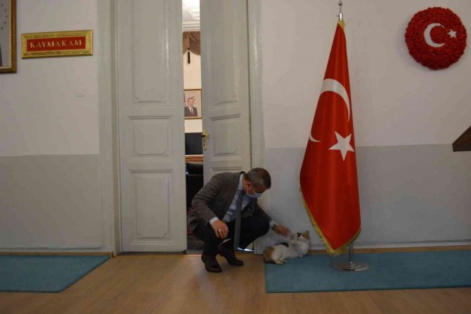 Erdek Kaymakamı Atasoy’dan Kediye Şefkat Eli
