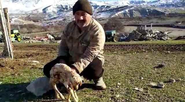 5 Ayaklı Kuzu Görenleri Şaşkına Çevirdi