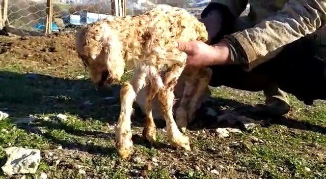 5 Ayaklı Kuzu Görenleri Şaşkına Çevirdi