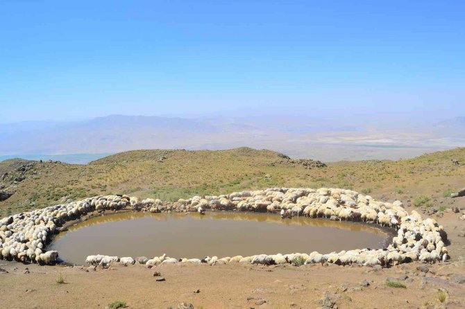 Ağrı Dağı’na Tırmandı, 3 Dağ Arasında Bağ Keşfetti