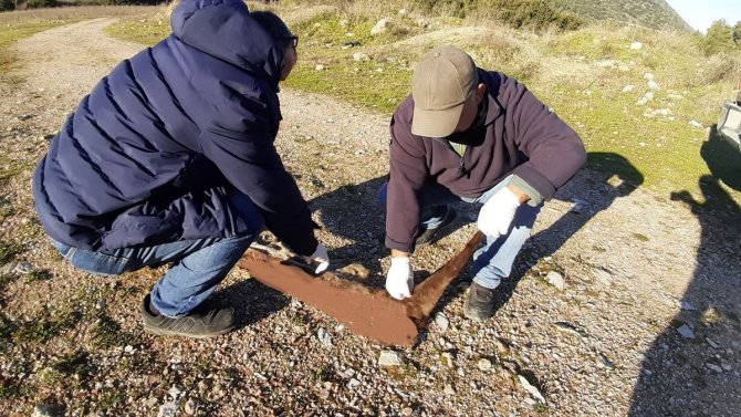 Söke-milas Karayolu Yaban Hayatını Tehdit Ediyor