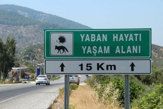 Söke-milas Karayolu Yaban Hayatını Tehdit Ediyor