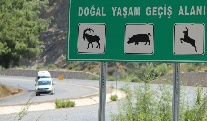Söke-milas Karayolu Yaban Hayatını Tehdit Ediyor
