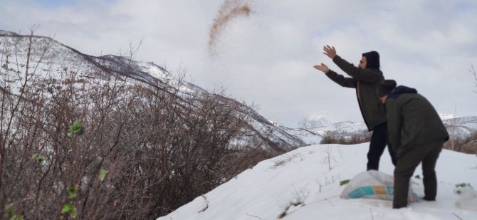 Bingöl’de Yaban Hayvanlarını Yemleme Çalışmaları Sürüyor
