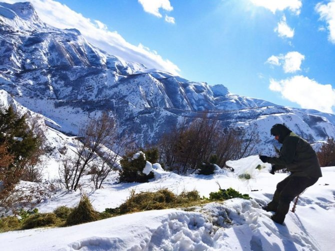 Bingöl’de Yaban Hayvanlarını Yemleme Çalışmaları Sürüyor