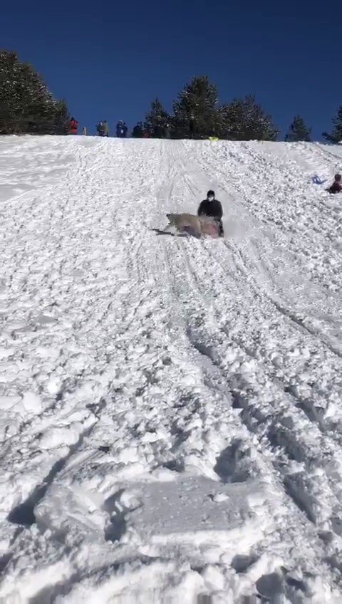 Kızağıyla Köpeğe Çarpmaktan Son Anda Kurtuldu