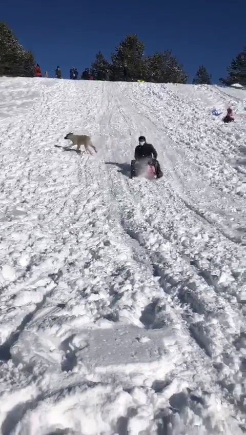 Kızağıyla Köpeğe Çarpmaktan Son Anda Kurtuldu